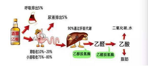 理中丸与酒精的相互作用：能否同时使用？