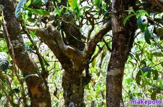 探究古树普洱茶的醇厚口感，哪款茶叶值得深入收藏？