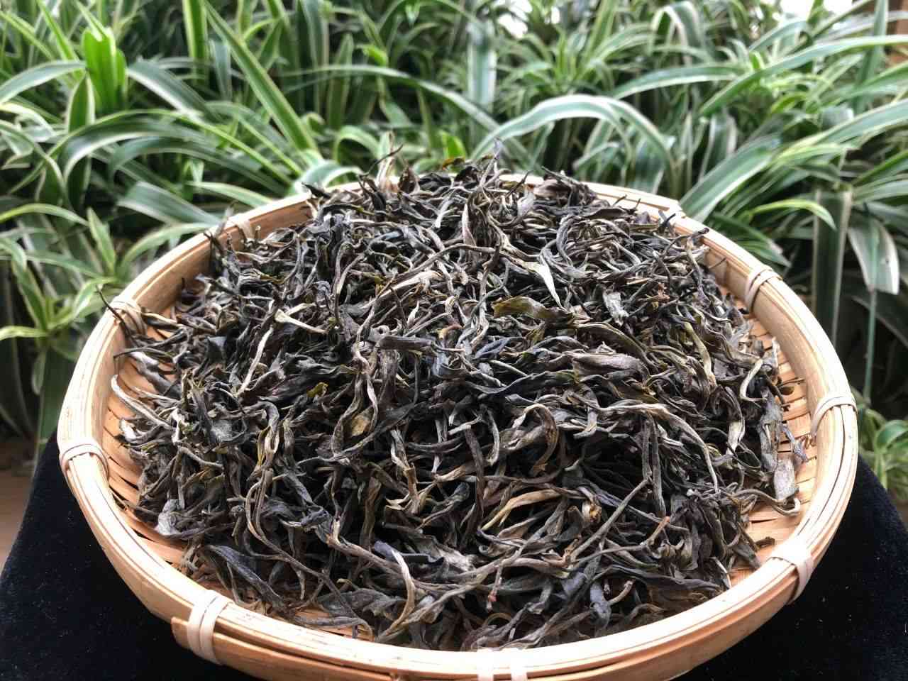 新忙肺古树茶的收藏价值及其品鉴方法，如何挑选和保存？