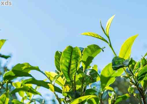 普洱茶的叶种种类及种植面积：探究普洱茶叶的不同类型及其生长环境。