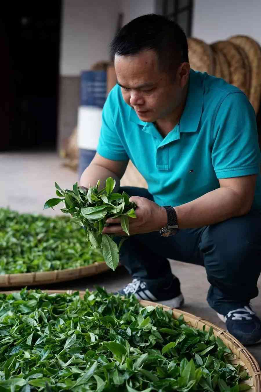 探索云南大山深处的普洱茶叶原产地：那些为人知的小产区