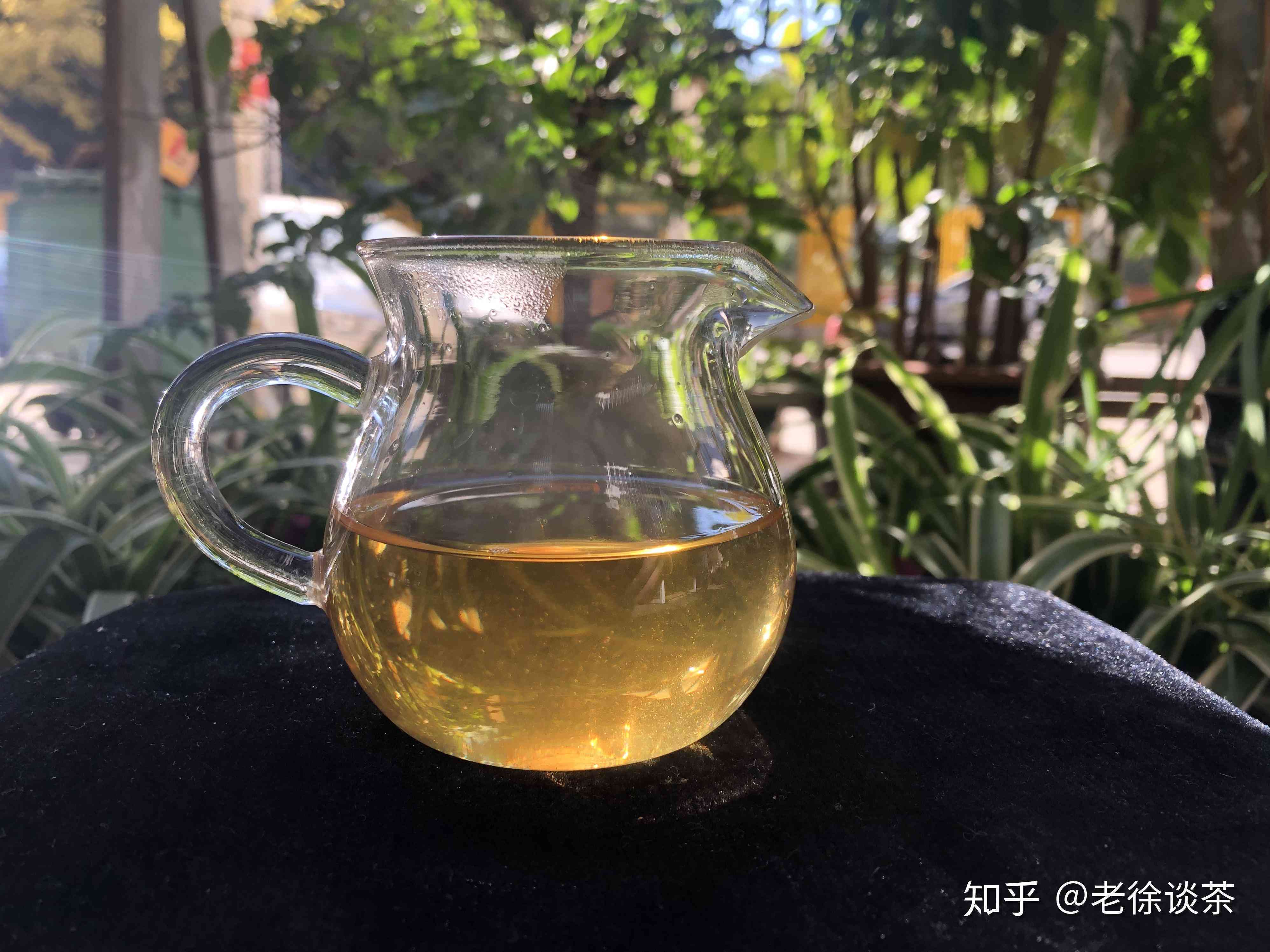 云南普洱茶的艺术与科学：一次深度品鉴之旅