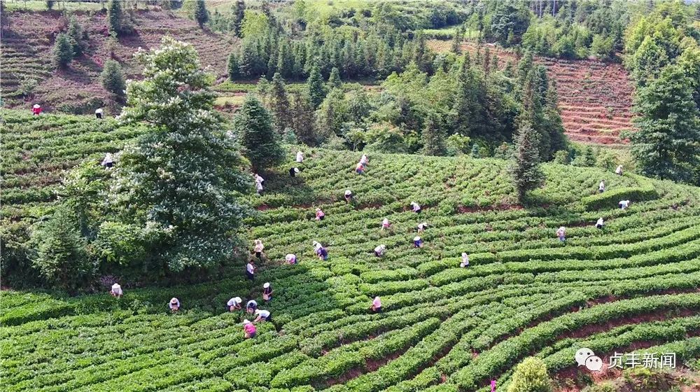 贞丰小屯茶叶：龙井茶的种植与加工基地