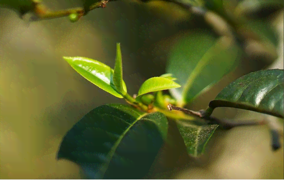 普洱茶会有高香吗：探讨普洱茶的高香原因与品质