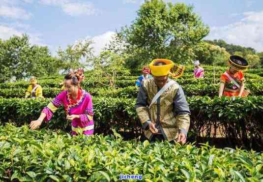 洱县的普洱茶：品质与口感的完美结合