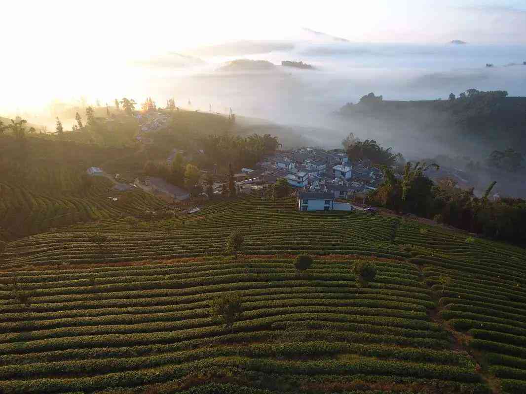 云南普洱茶主要产地及拥有丰富资源的茶厂地址