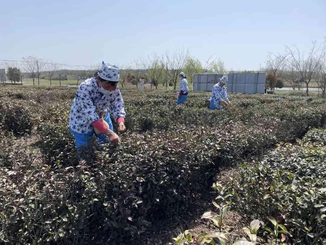 淮安普洱茶采摘园地址