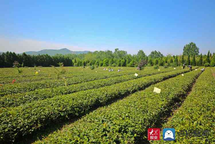 淮安普洱茶采摘园地址