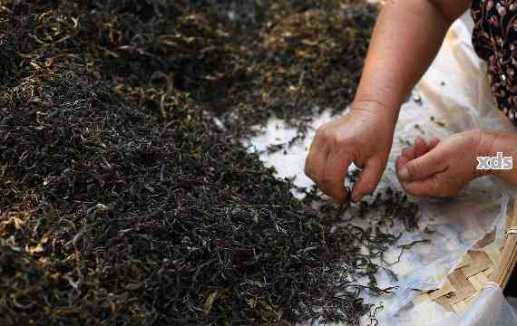 探索普洱茶的独特魅力：一款成功的茶叶制作的全面解析