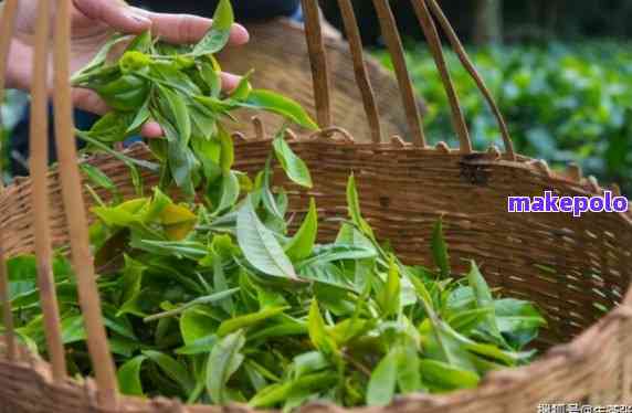 探索普洱茶的独特魅力：一款成功的茶叶制作的全面解析