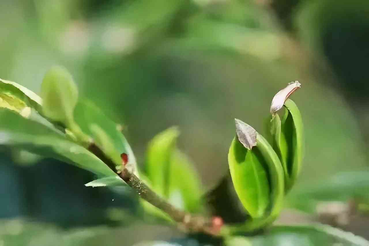 普洱茶醇厚口感的深度解析与含义探究