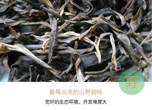 云南古树普洱茶：易武茶香醇正，阿里引领新时代