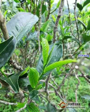 云南普洱茶的原生种树：揭秘那些独具特色的地方茶树品种