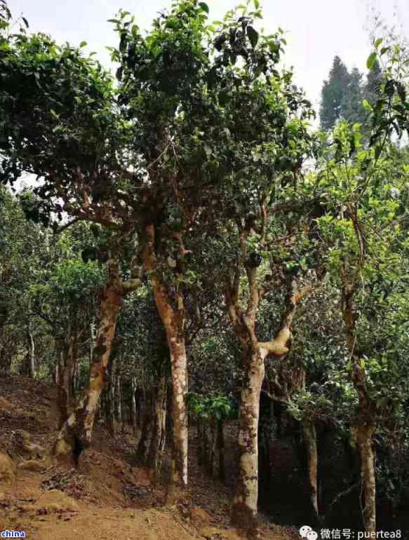 云南普洱茶的原生种树：揭秘那些独具特色的地方茶树品种