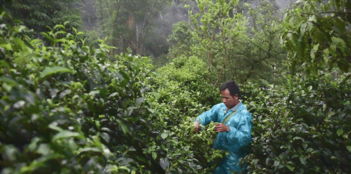 云南普洱茶的原生种树：揭秘那些独具特色的地方茶树品种