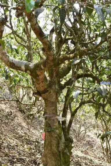 云南普洱茶的六大茶树种类及其特点解析