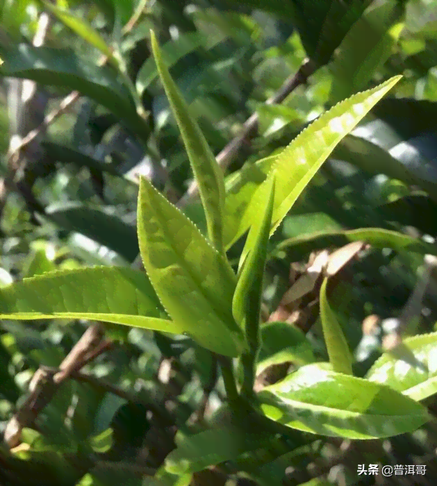 不知名的普洱茶有哪些