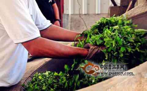 探究普洱熟茶制作过程：毛料选择与山茶植物详解