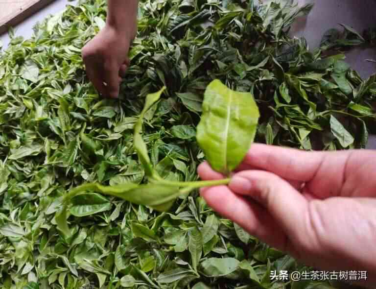 探究普洱熟茶制作过程：毛料选择与山茶植物详解