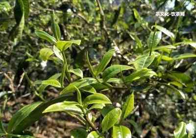 探究普洱熟茶制作过程：毛料选择与山茶植物详解