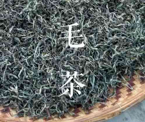 普洱茶毛料茶