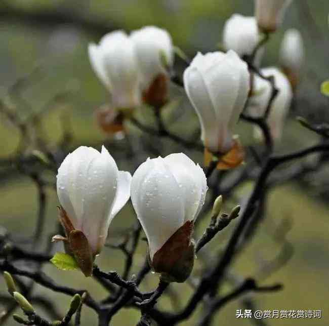 和田玉精雕细琢玉兰花吊坠，白玉兰花兰花图案饰品，京东佳选