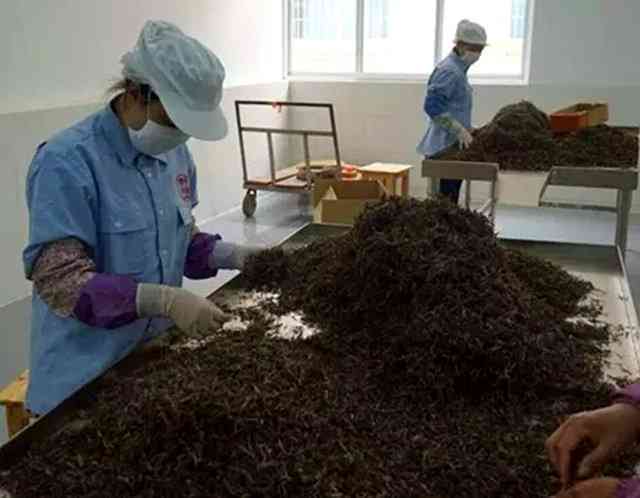 普洱茶知识全面解析：从产地、品种、制作工艺到品鉴方法，解答用户所有疑问