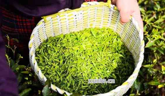 金龙茶一斤多少钱：广西金龙茶价格汇总