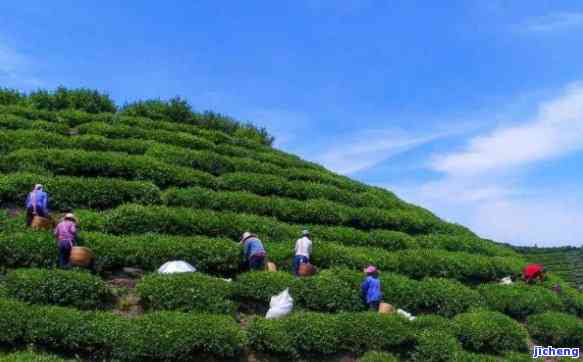 六安市特色普洱茶叶：品味与价值的完美结合