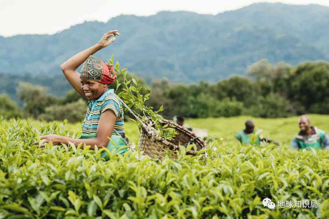 小福赛茶叶：品味世界，享受生活