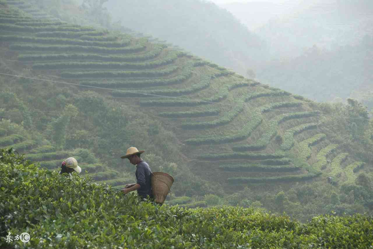 大理哪里卖普洱茶好卖些：大理普洱茶场与优质茶叶销售点推荐