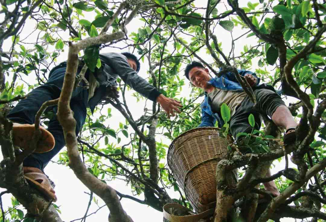 大理哪里卖普洱茶好卖些：大理普洱茶场与优质茶叶销售点推荐