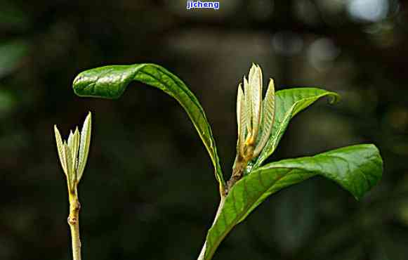 '普洱嫩芽的好处及功效：探索这一独特茶叶的所有优点'