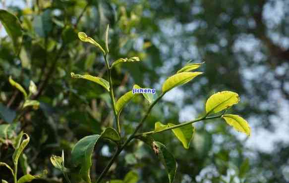 楠博苑古树普洱茶：品鉴南宛茶文化的魅力