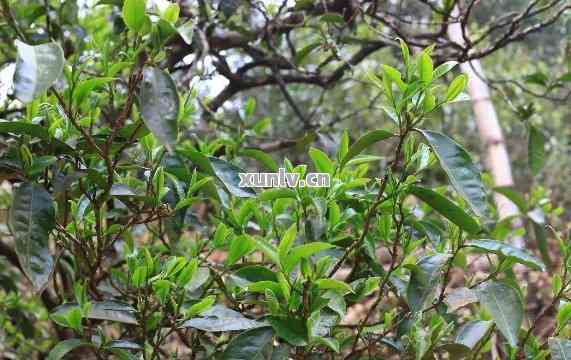 果敢普洱茶与云南普洱茶的差异：深入探讨其区别