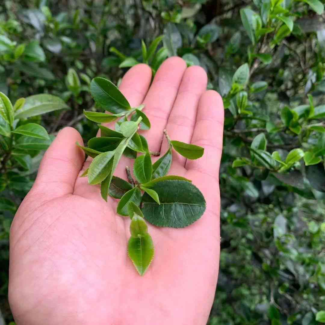 四川种植普洱茶的条件、历和现状分析