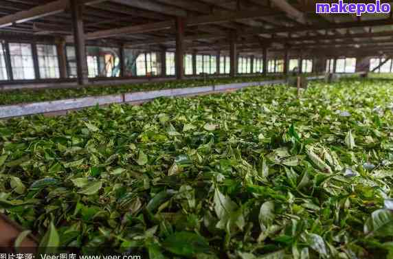 普洱江城茶厂官网招聘信息及价格，茶叶与茶一站购齐