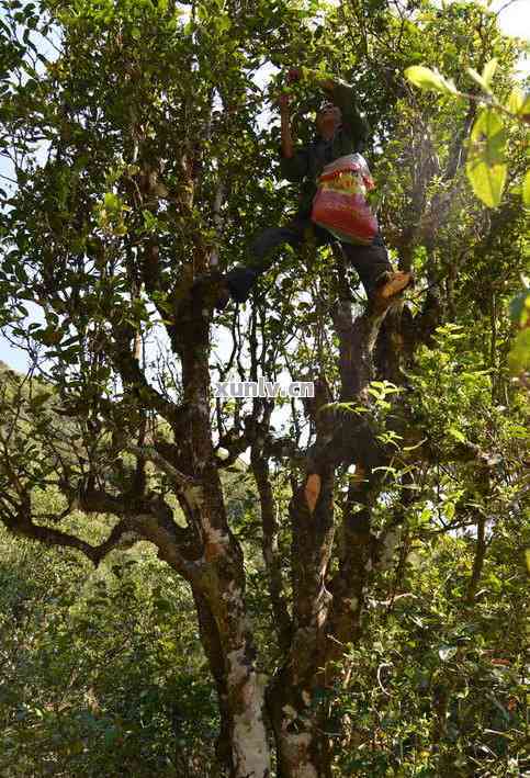 云南临沧特色小叶普洱茶：古树魅力与独特口感体验