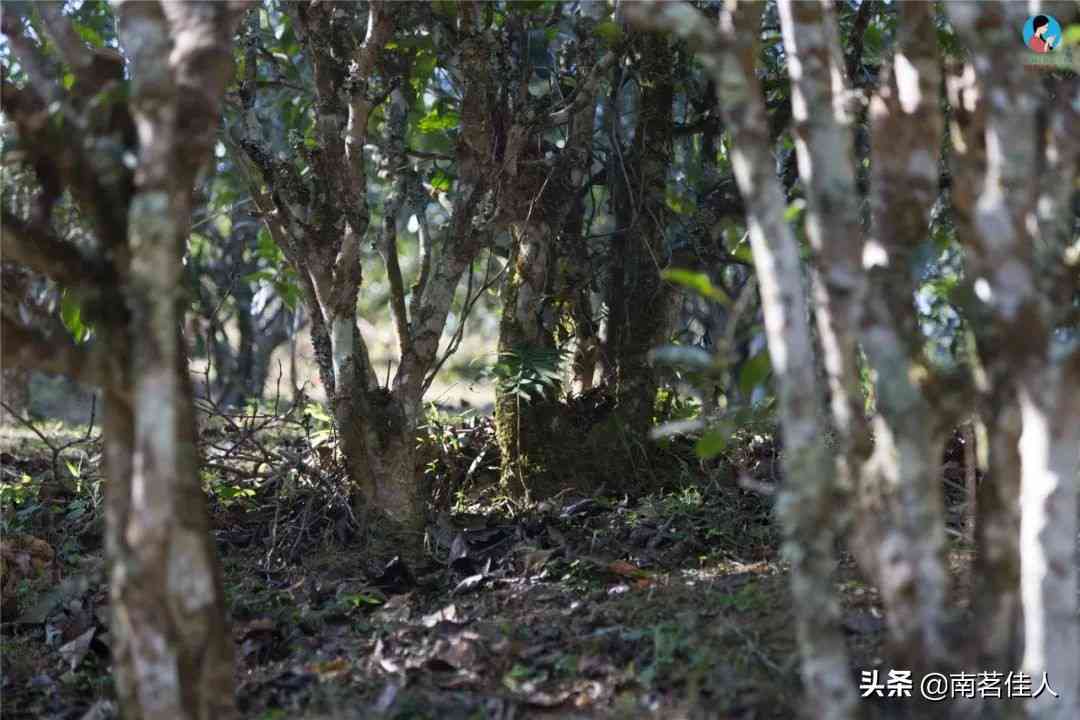 林喝普洱茶哪里好点