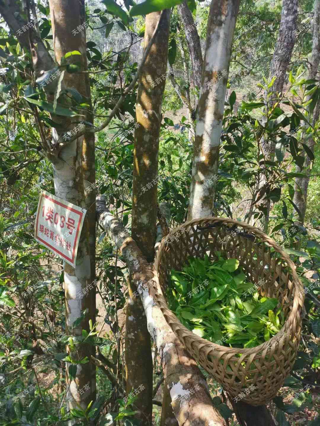 箐系列古树普洱茶：纯粹的味道与越品质