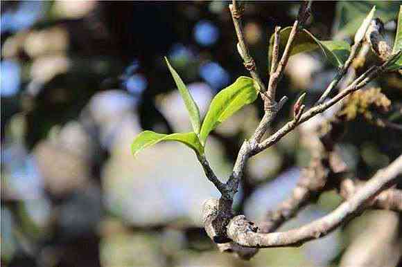 普洱茶没有芽头正常吗？能喝吗？为什么普洱茶没有茶叶味，没有叶子？