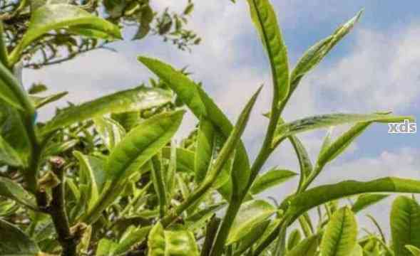 青普洱茶的全面功效、作用与禁忌：解开您的疑虑，满足所有需求