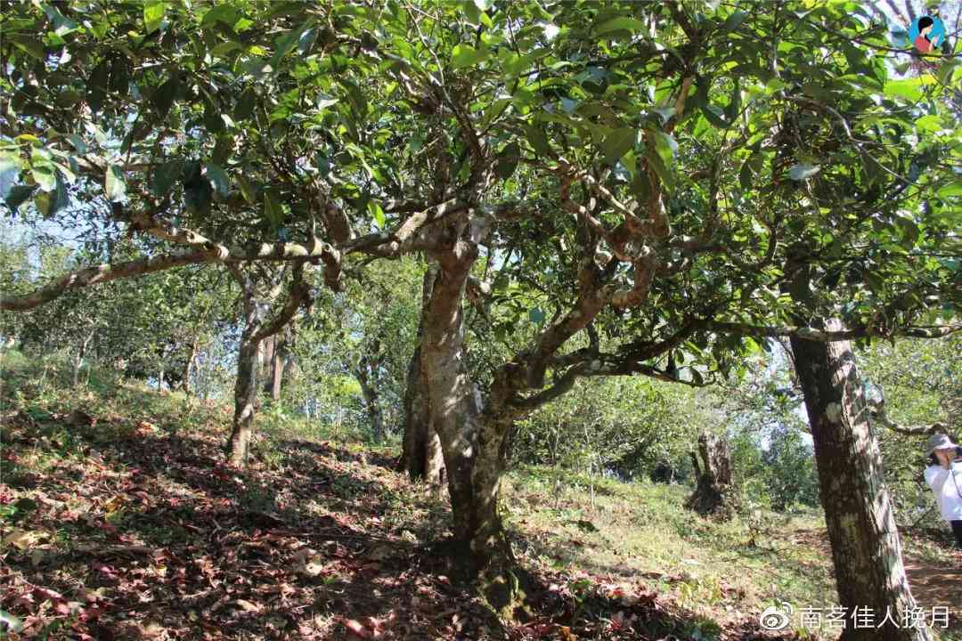 成子寨普洱茶产地：探索世界茶叶瑰宝的发源地，品味千年古树的独特魅力