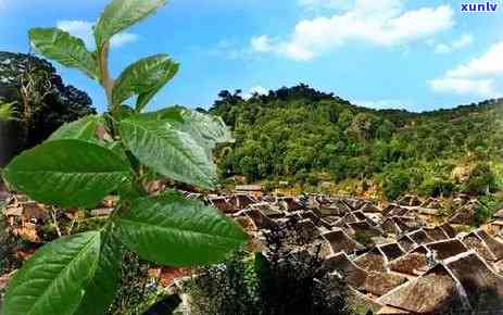 成子寨普洱茶产地：探索世界茶叶瑰宝的发源地，品味千年古树的独特魅力