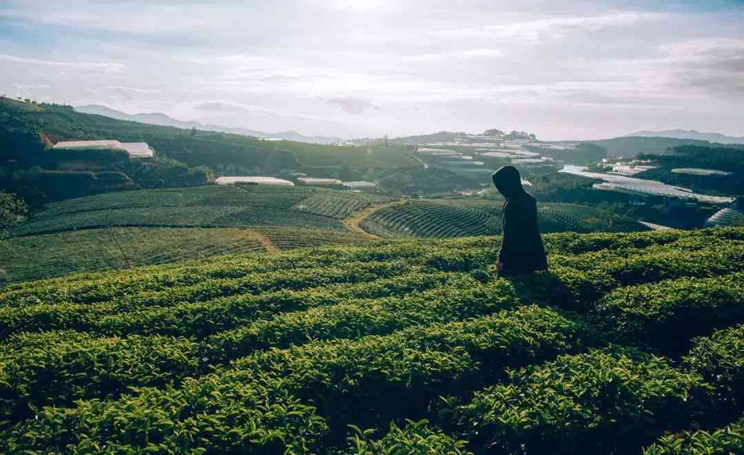 城子普洱茶：双江勐库镇城子村特色，寨茶品味