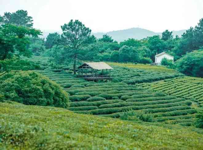 云南普洱茶：十大名山古树茶园中哪一处茶？