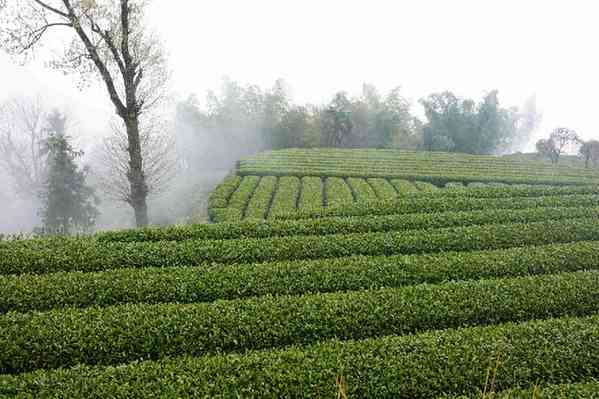 云南普洱茶：十大名山古树茶园中哪一处茶？