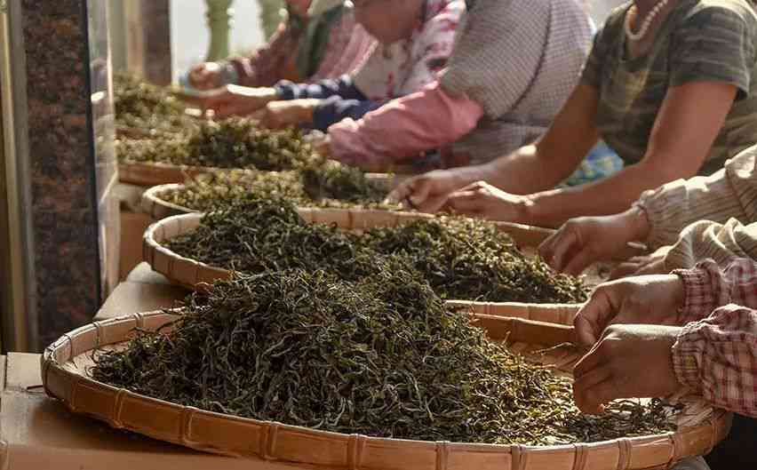 普洱茶加工的茶