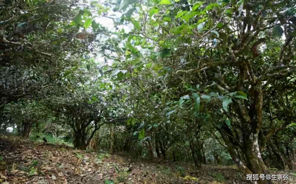 倚邦古树普洱茶的独特口感与香气分析