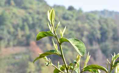 春茶普洱茶采摘时间表 - 普洱茶春茶的精确采摘时间表